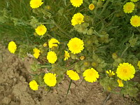 Andryale a feuilles entieres (ph. Mrugala F., Chiroubles, juin 2021)(2)